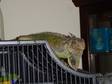 Adopt Iggypop a Iguana