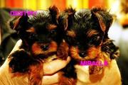 excellent teacup yorkie puppies needs a loving home