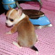 chihuahua puppy ready to go now...
