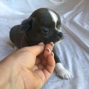 My lovely and trained puppy for sale