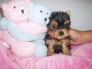 BEAUTIFUL TOY FACE YORKIE PUPPIES