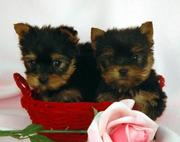 cute and lovely teacup yorkie puppies to loving homes.(tracymoorgan@ya