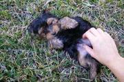 Two sweet yorkie puppies for free adoption