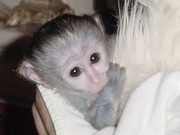 Very Cute Baby Spider Monkey