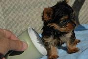 Tea  Cup Yorkie Puppies For  Free Adoption.