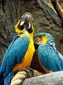 i have 2 lovely macaw parrots for a nice home