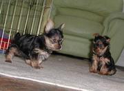 Yorkie Puppies Ready For New Homes