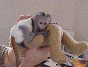 Gorgeous baby capuchin monkeys for sale