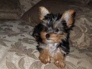AFFECTIONATE TEACUP YORKIE PUPPIES FOR ADOPTION