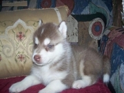 Lovely Siberian husky baby for free adoption 