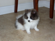 Cute pomeranian puppies for free adoption