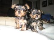 Cute, lovely TeaCup Yorkie Puppies For Free Adoption
