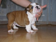 AKC registered English Bulldog puppies from champion bloodlines!