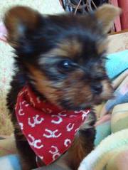 teacup yorkie for xmas gift