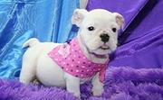 cute English Bulldog Puppies Foe Adoption - 13 Weeks Old