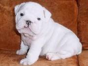 Cute and Adorable English Bulldog Puppies For Free Adoption.