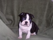 cute Boston Terrier puppies for free and good home