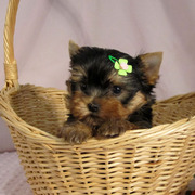 SUPER Cute AKC REGISTER TEACUP YORKIE PUPPIES AVAILABLE FOR X-Mass